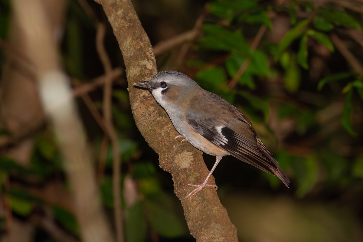 Gray-headed Robin - ML637731229