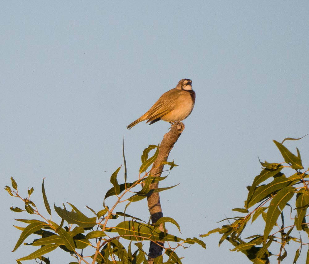 Crested Bellbird - ML637731230