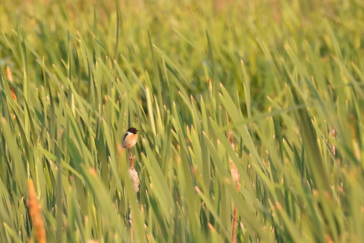 European Stonechat - ML637731233