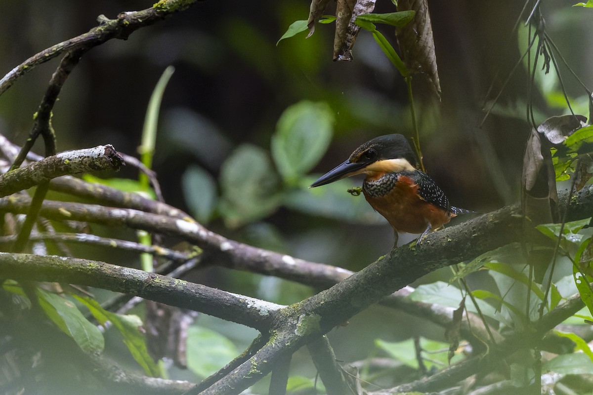 Green-and-rufous Kingfisher - ML637731241