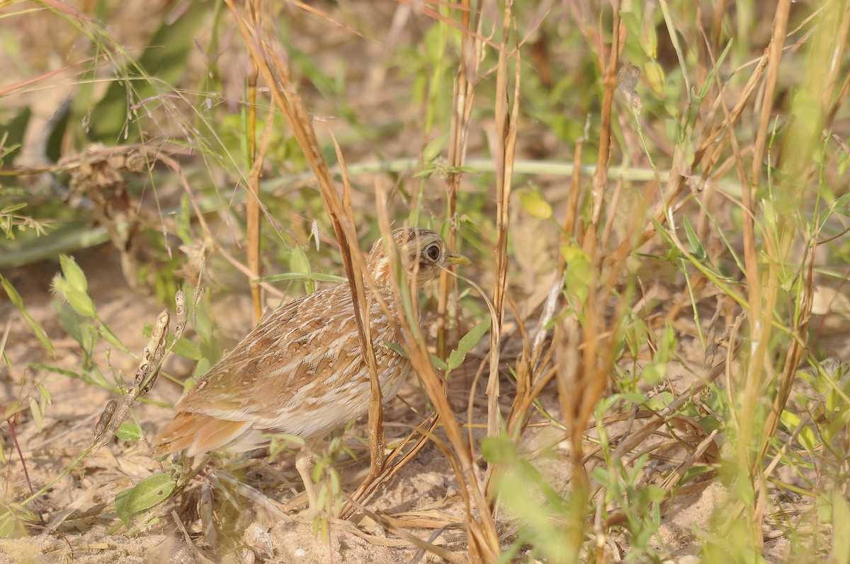 Quail-plover - ML637731249