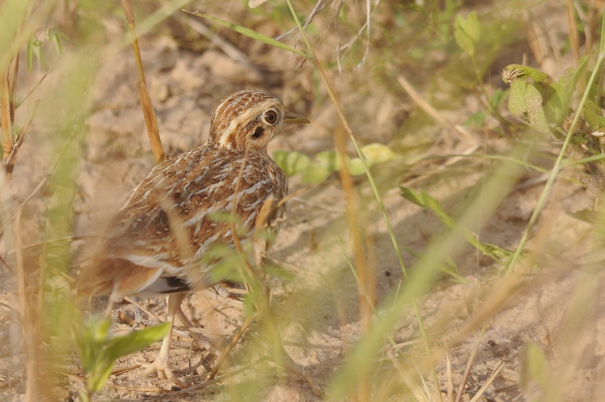 Quail-plover - ML637731250