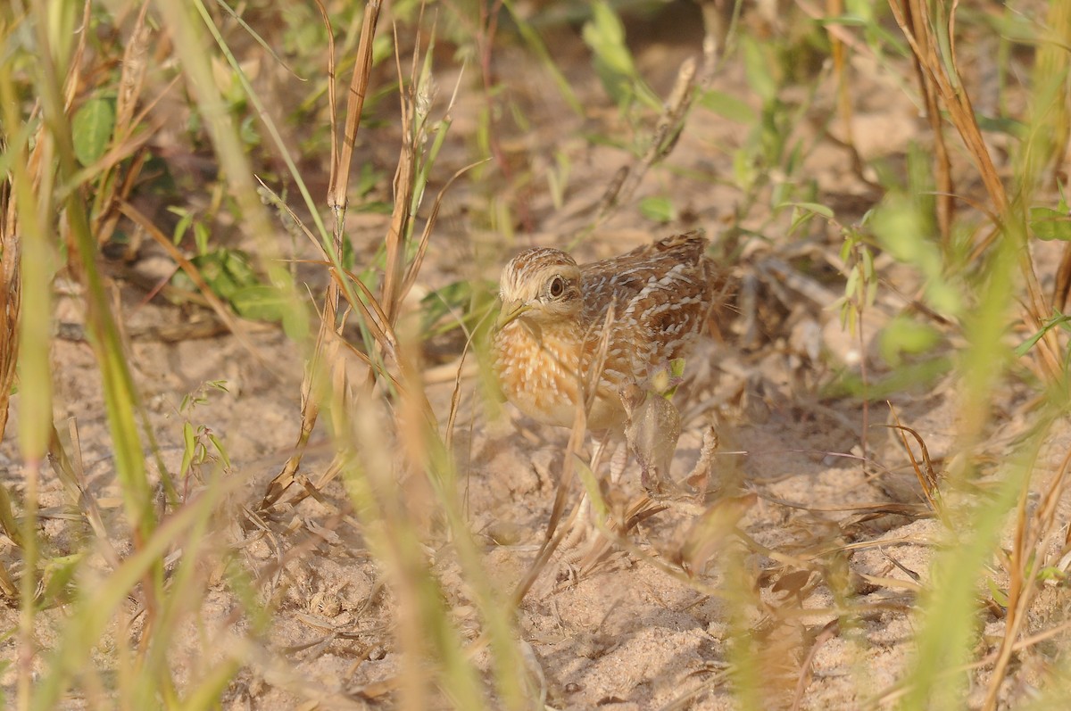 Quail-plover - ML637731252