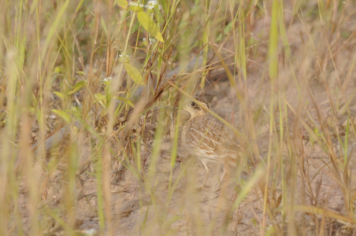 Quail-plover - ML637731255