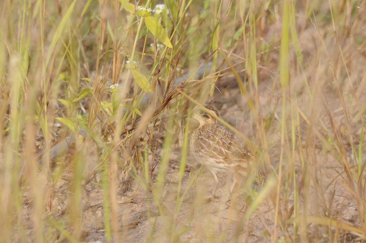 Quail-plover - ML637731256