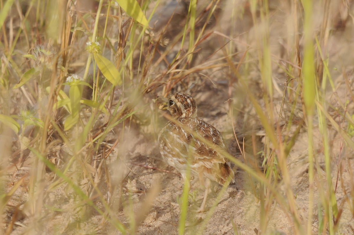 Quail-plover - ML637731257