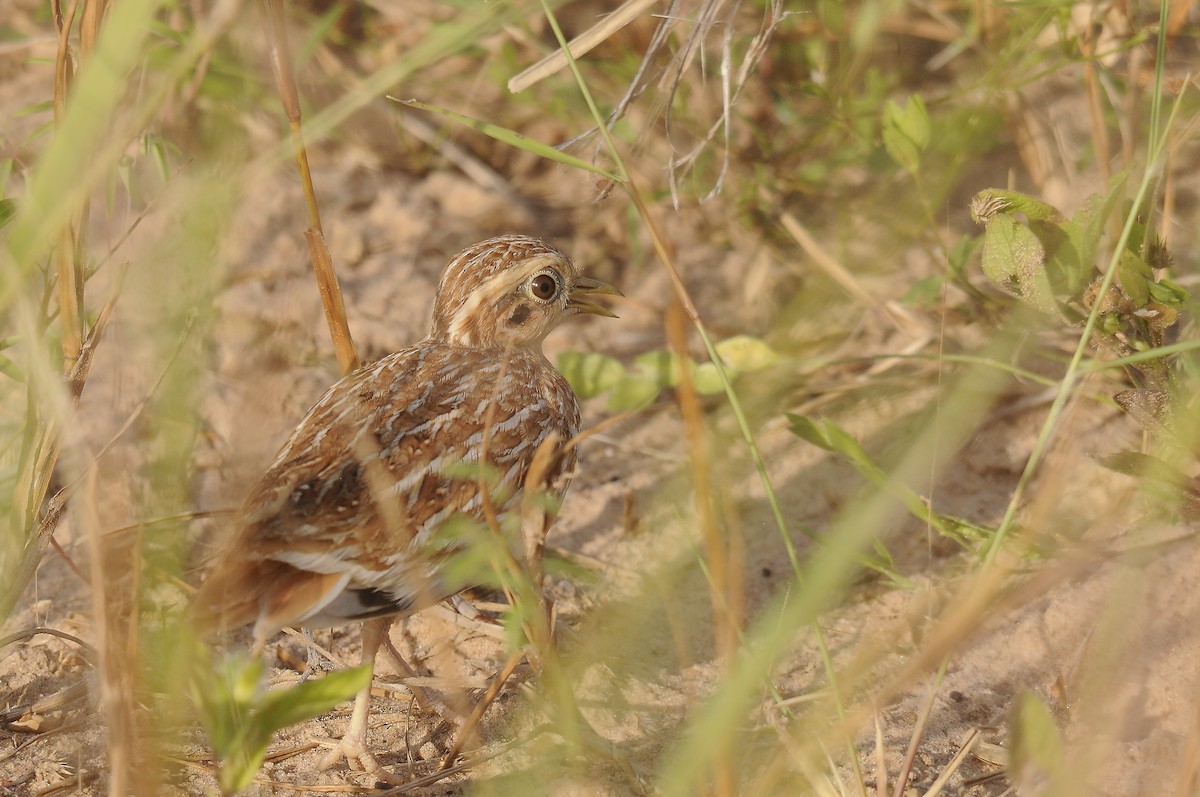 Quail-plover - ML637731258