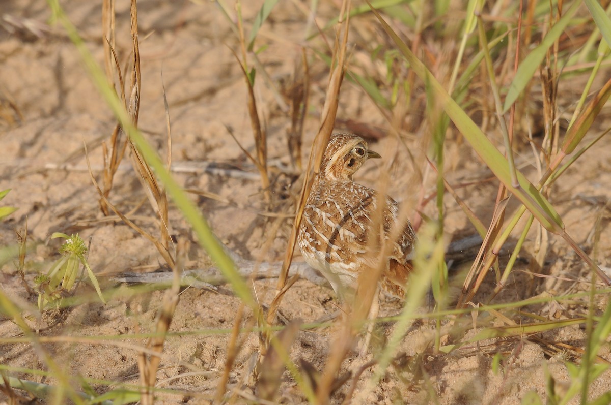 Quail-plover - ML637731259