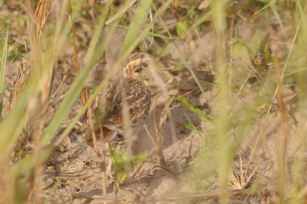 Quail-plover - ML637731260
