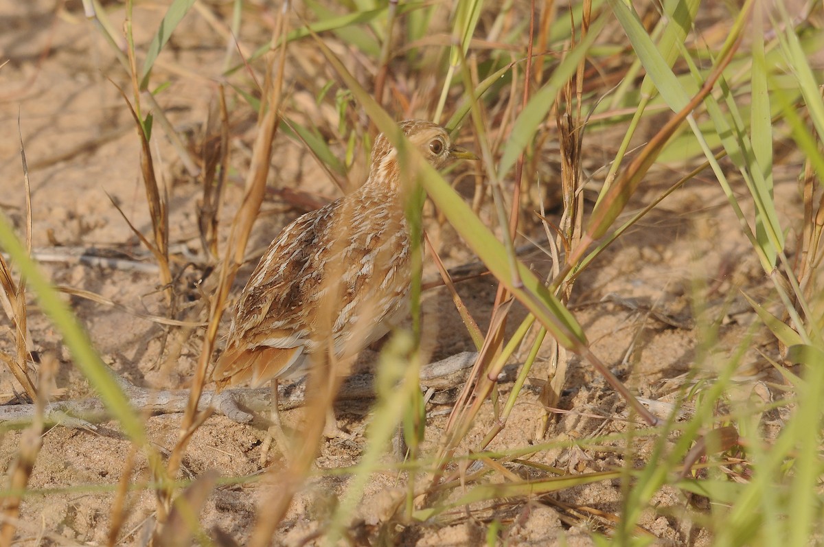 Quail-plover - ML637731261