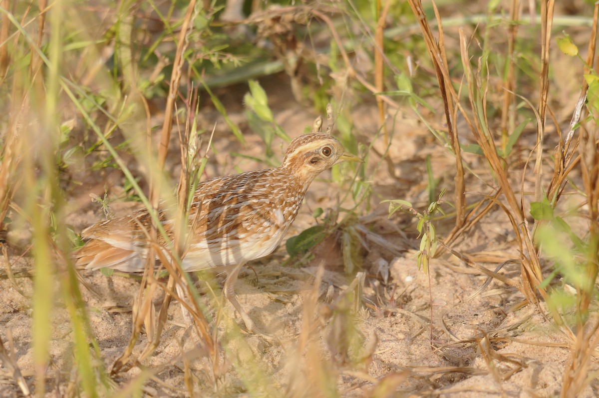 Quail-plover - ML637731262