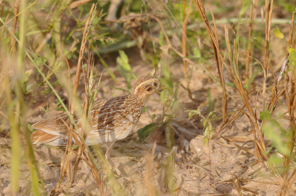 Quail-plover - ML637731263
