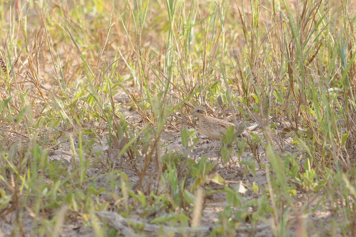 Quail-plover - ML637731264