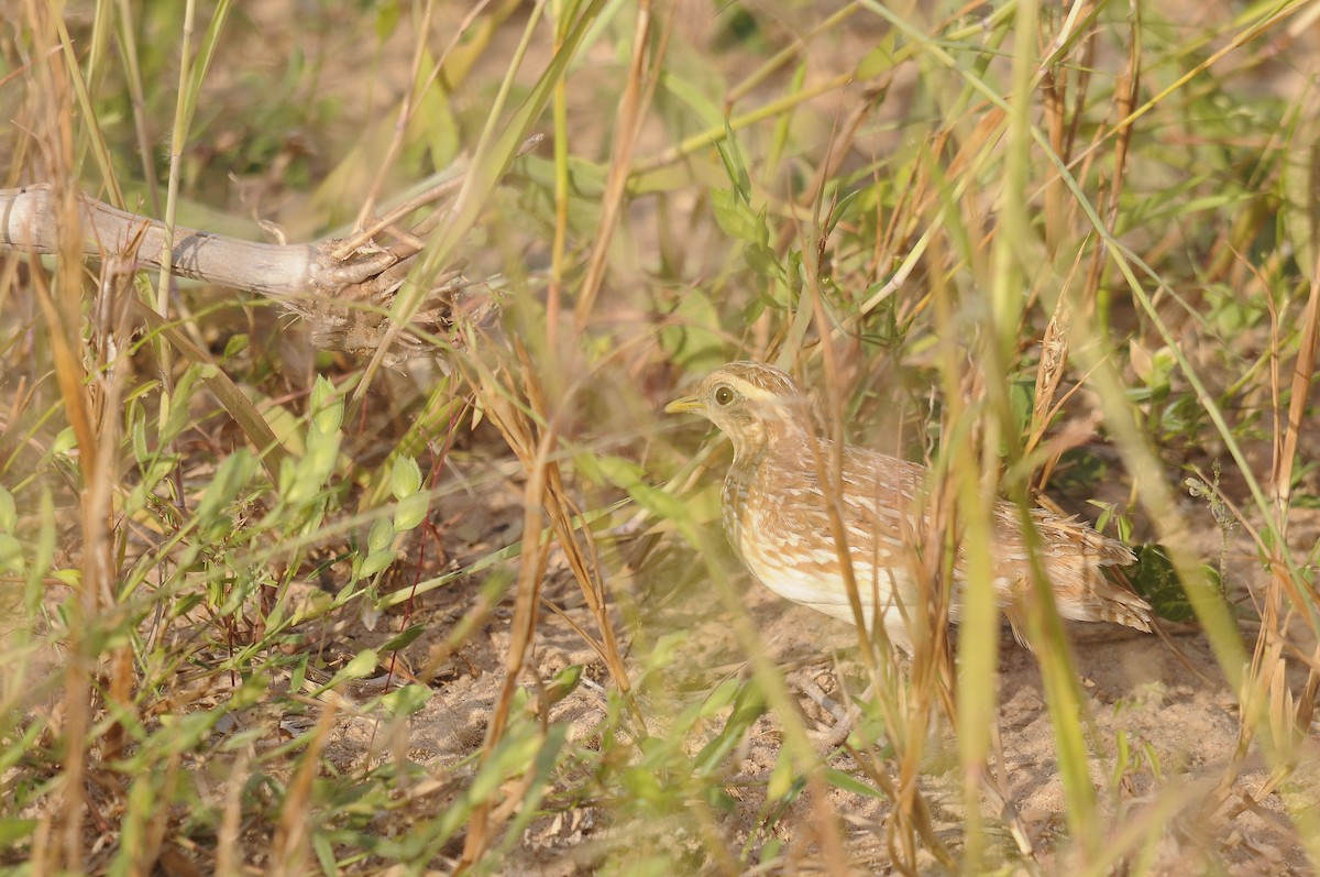 Quail-plover - ML637731265