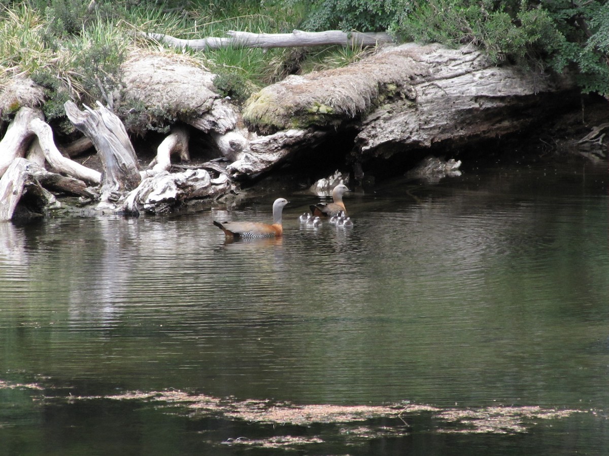 Ashy-headed Goose - ML637731384