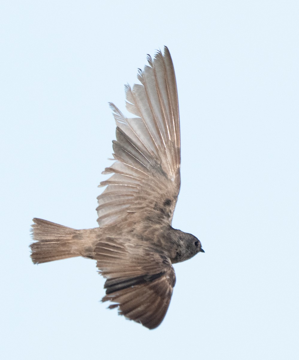 Plain Martin - ML637731385