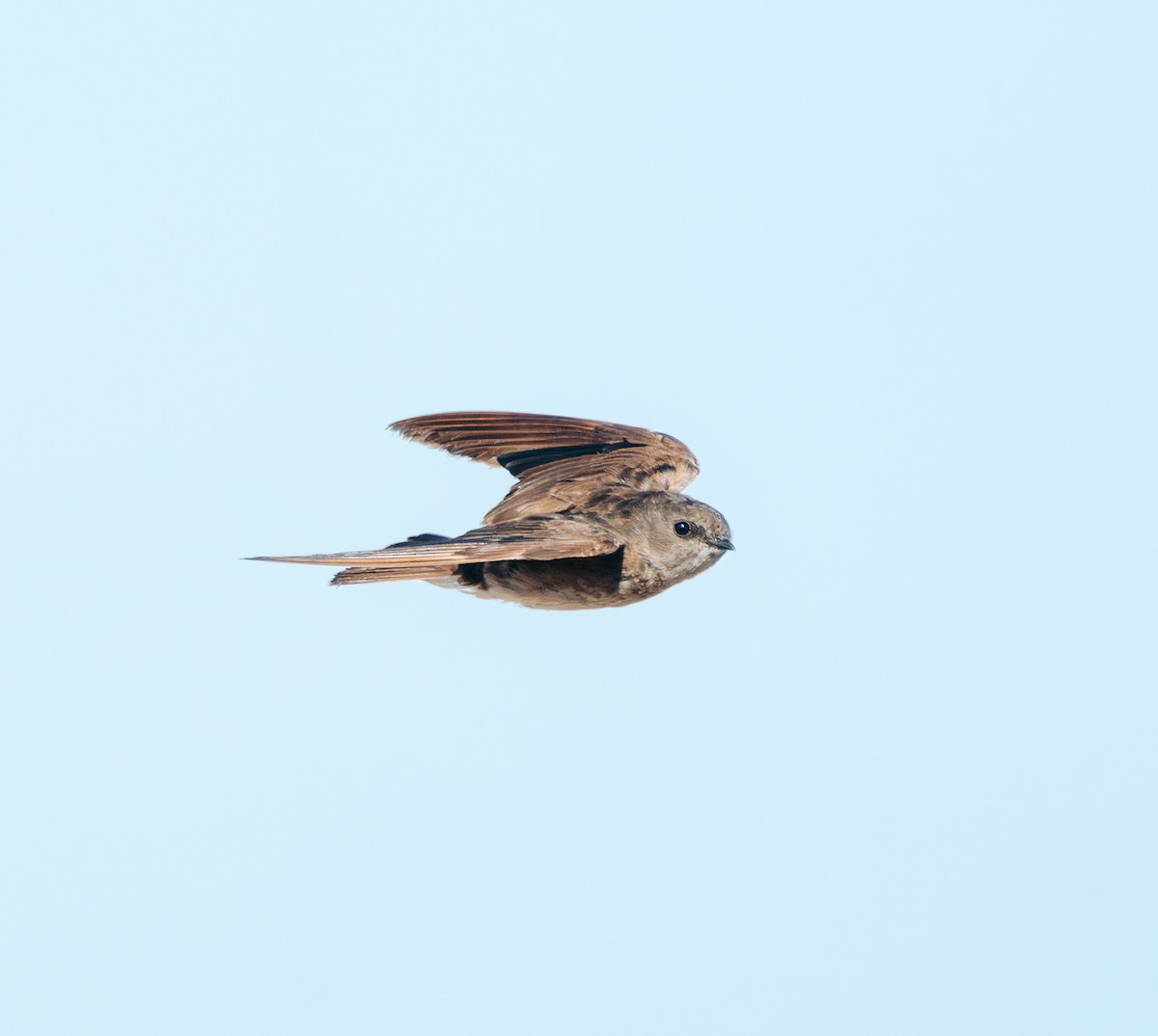 Plain Martin - ML637731386