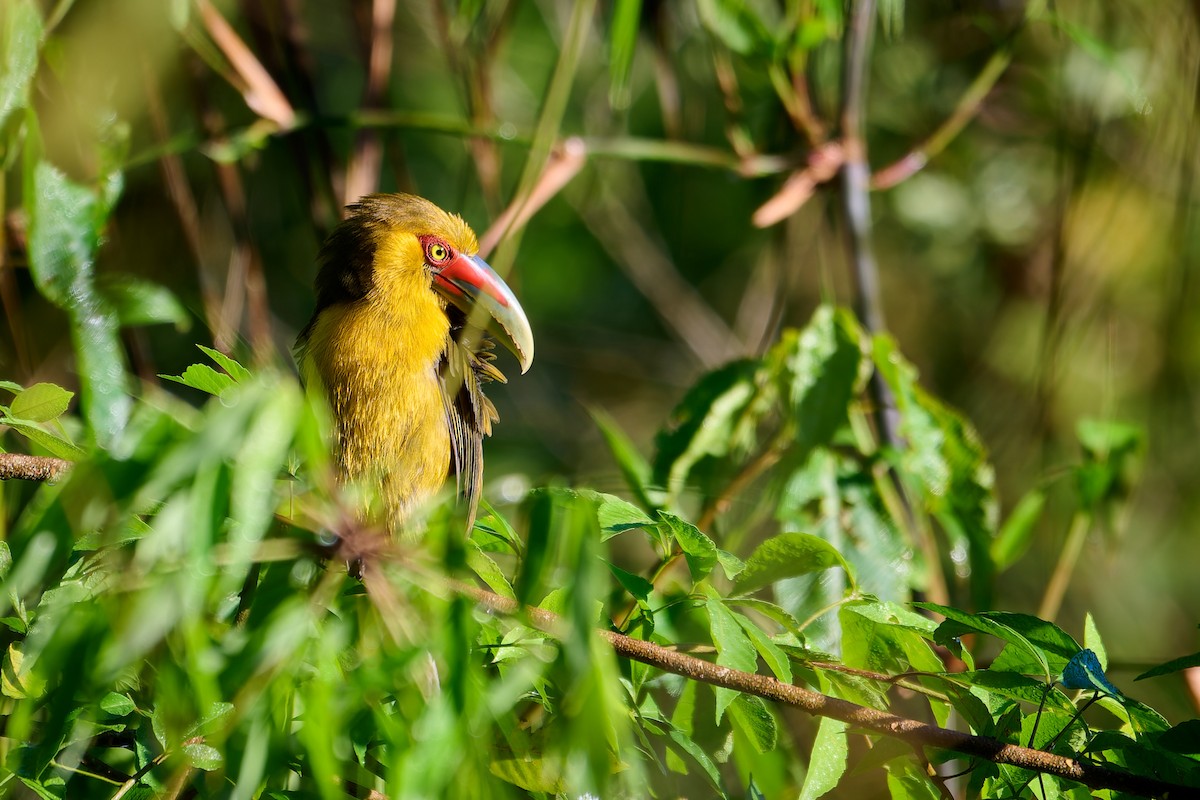 Saffron Toucanet - ML637731449