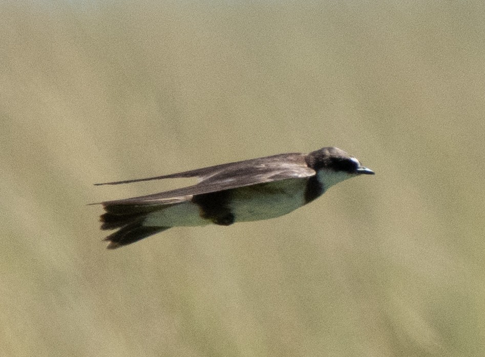 Banded Martin - ML637731463
