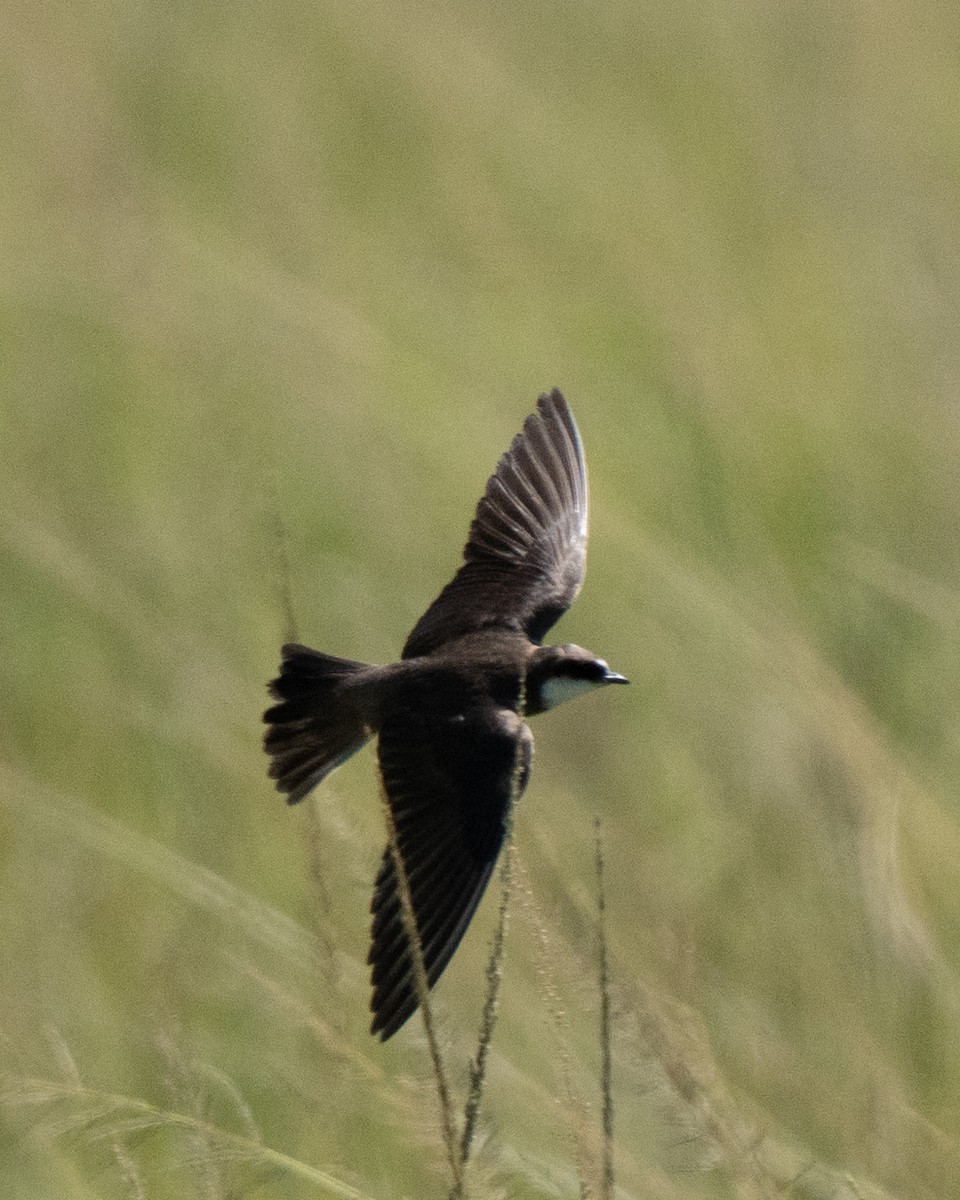 Banded Martin - ML637731465