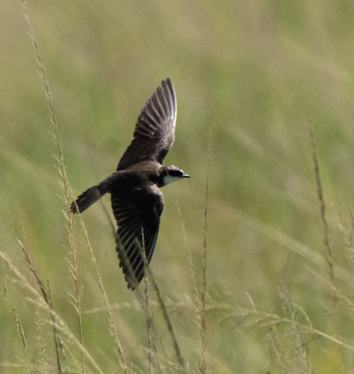Banded Martin - ML637731466