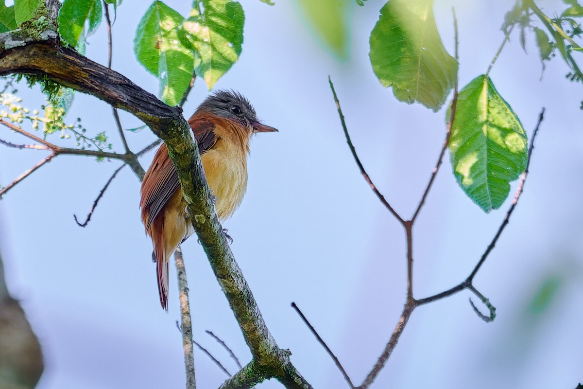 Rufous-tailed Attila - ML637731470