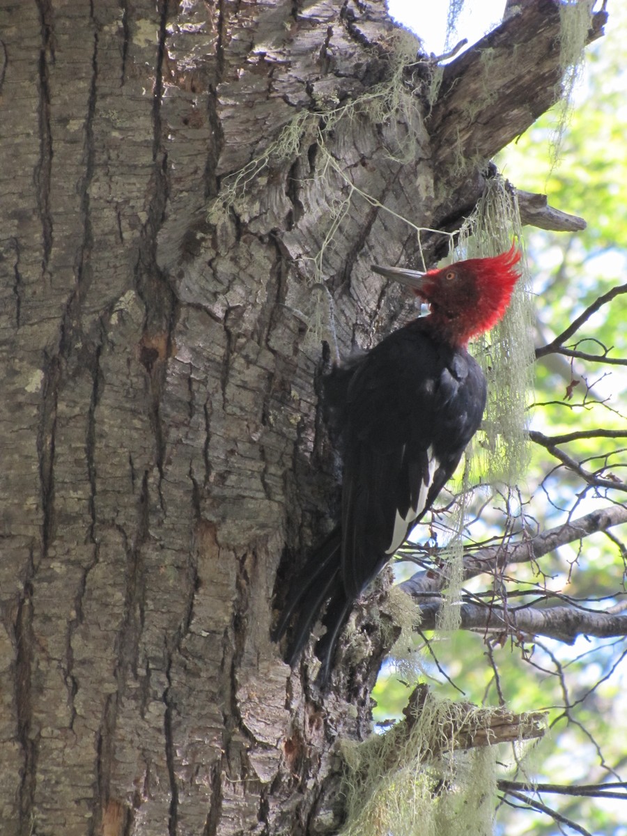 Magellanic Woodpecker - ML637731603