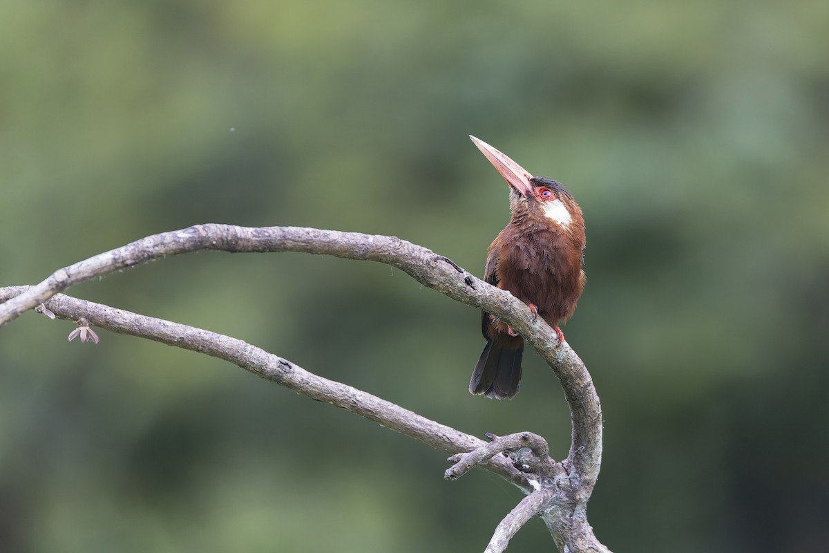 White-eared Jacamar - ML637731624