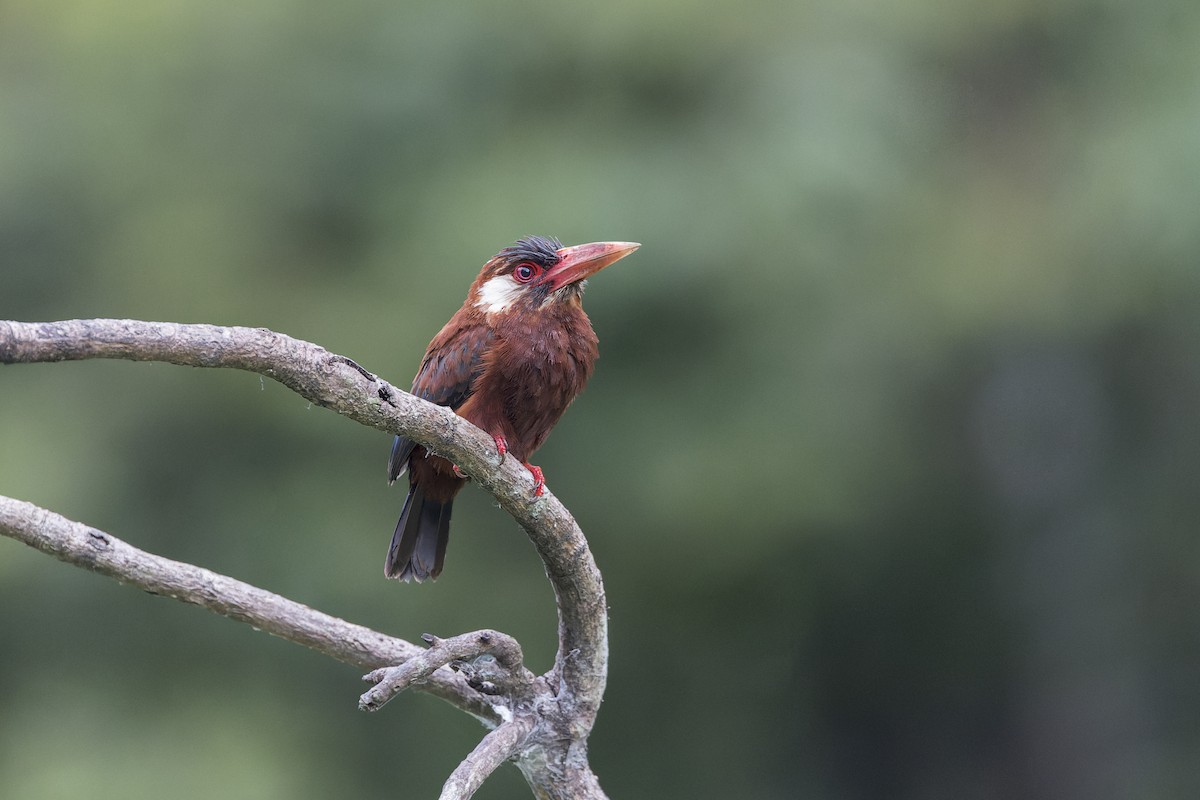 White-eared Jacamar - ML637731625