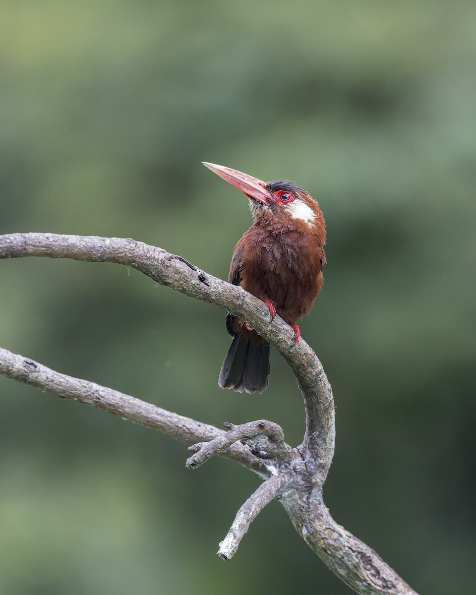 White-eared Jacamar - ML637731626