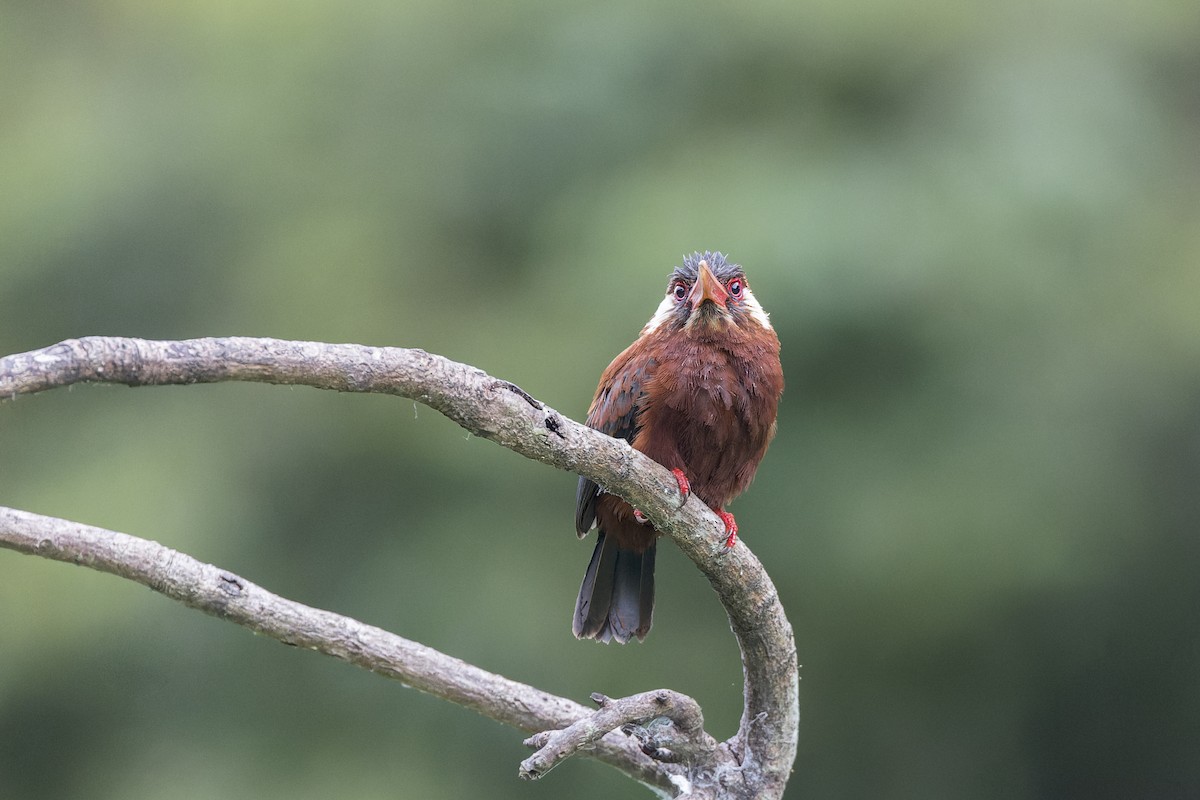 White-eared Jacamar - ML637731627
