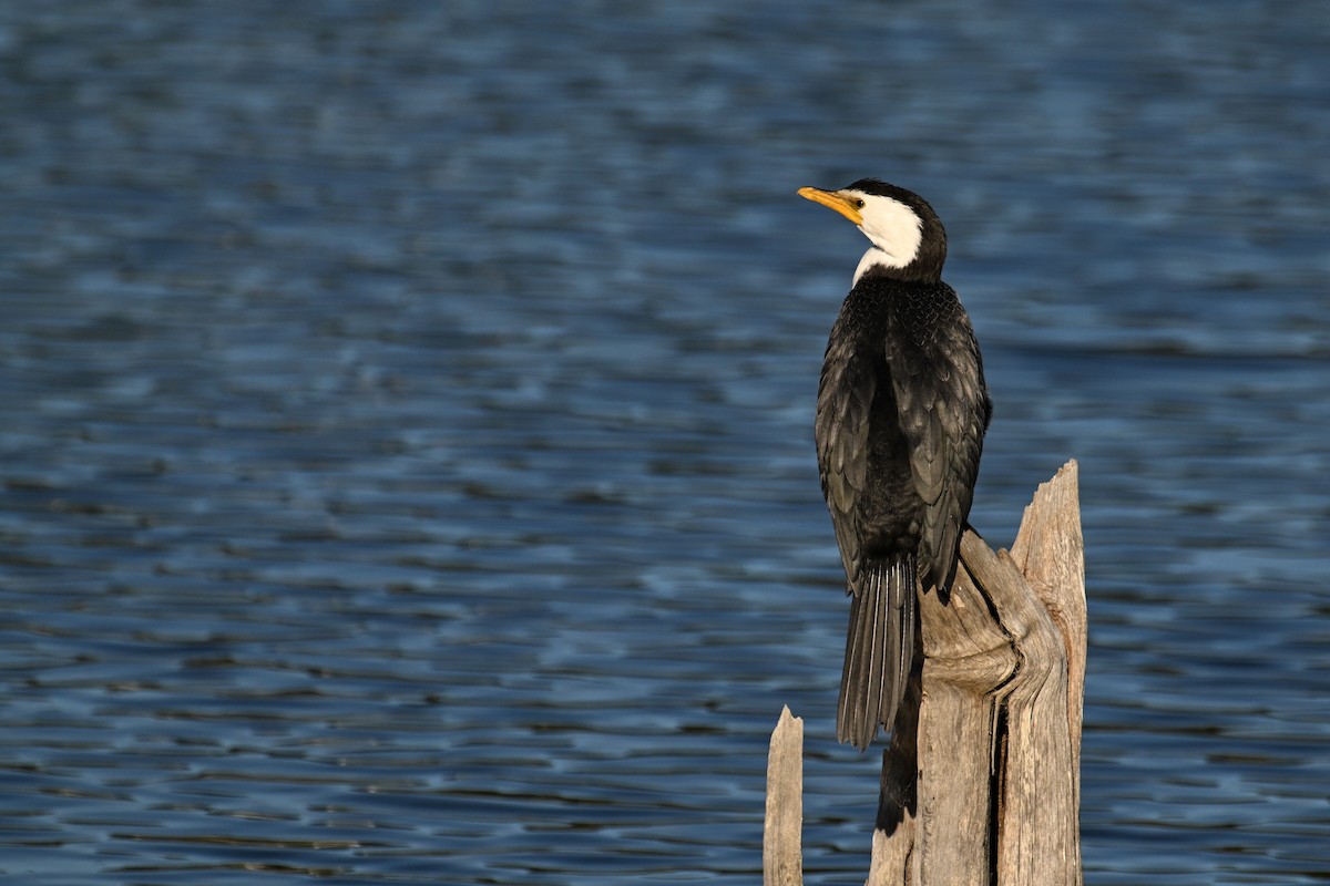 Little Pied Cormorant - ML637731628