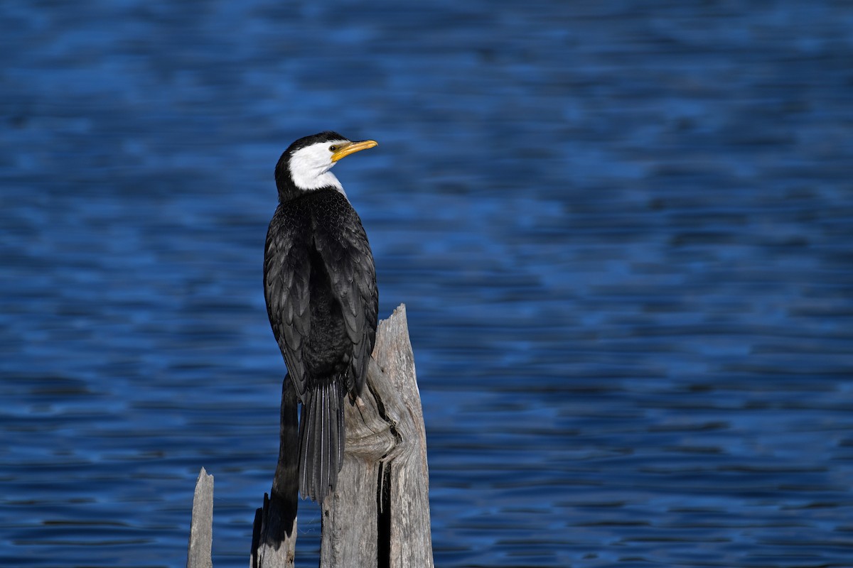 Little Pied Cormorant - ML637731629