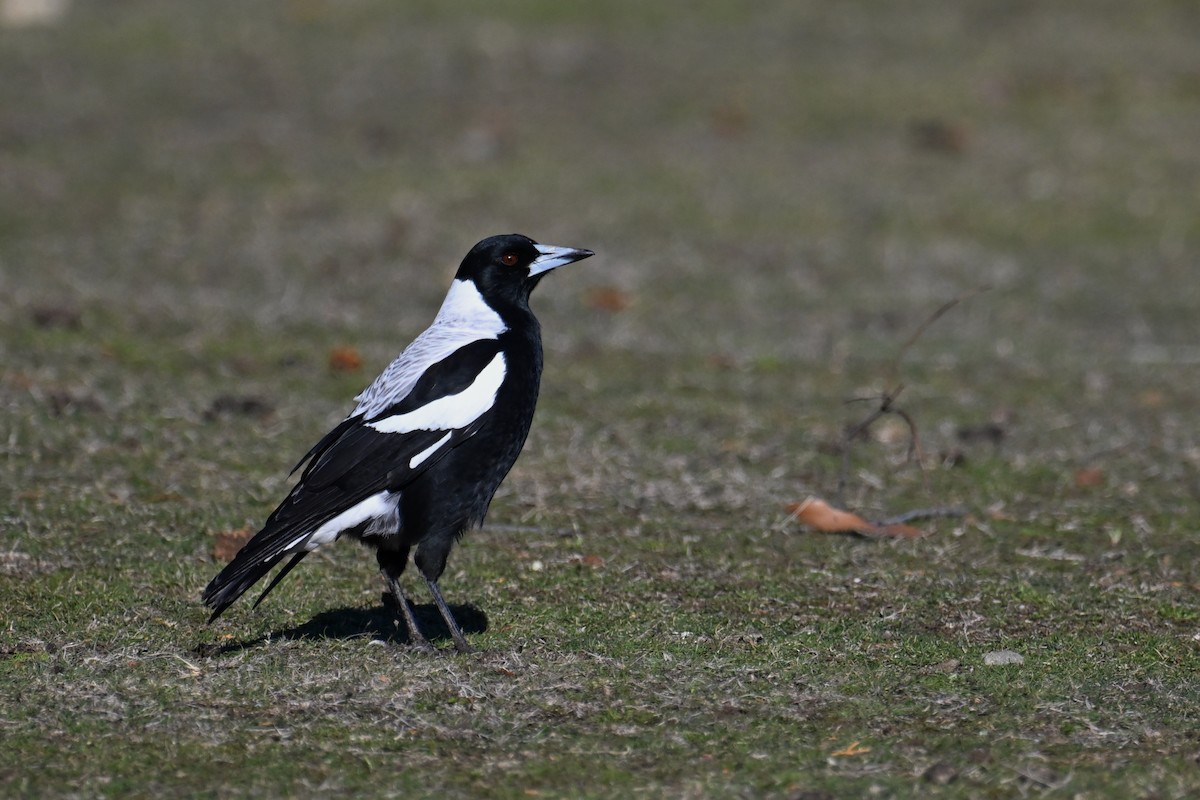 Australian Magpie - ML637731631