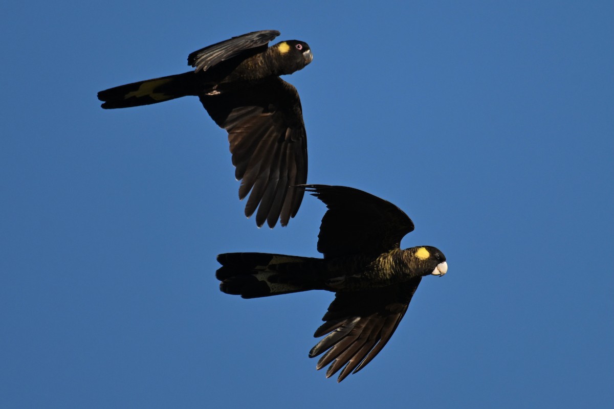 Yellow-tailed Black-Cockatoo - ML637731636
