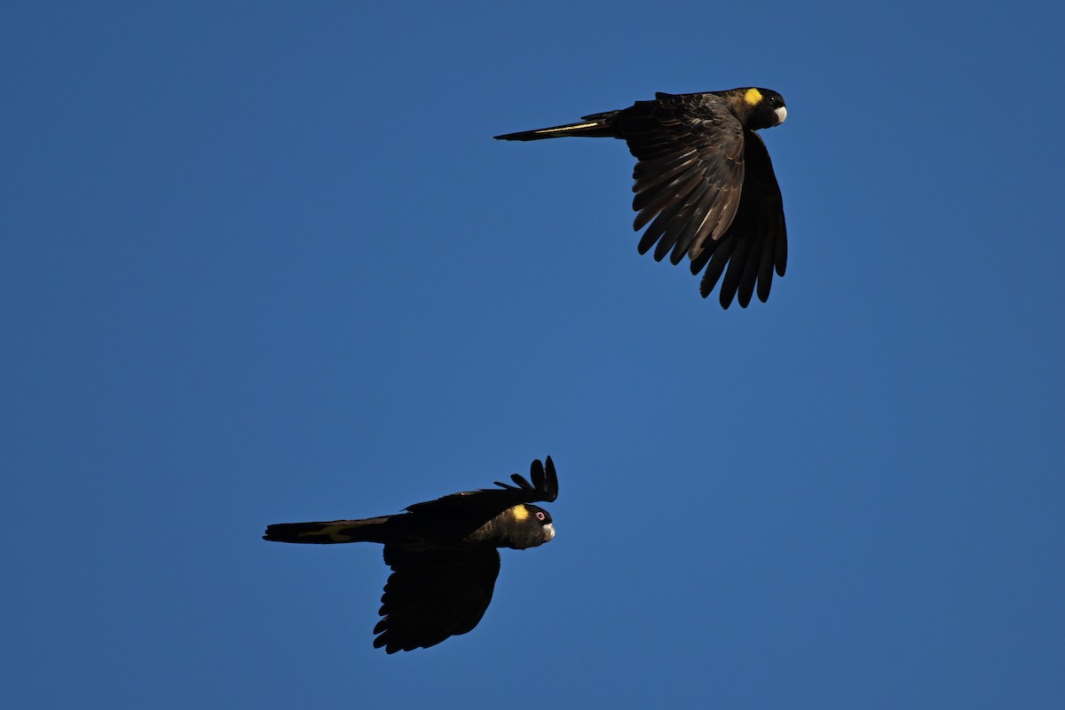 Yellow-tailed Black-Cockatoo - ML637731637