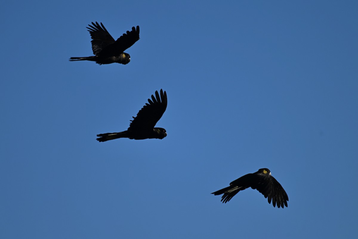 Cacatúa Fúnebre Coliamarilla - ML637731638