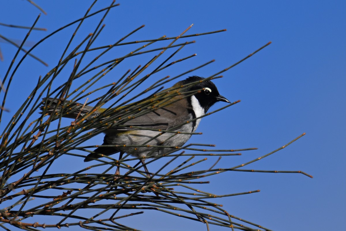 Black-headed Honeyeater - ML637731656