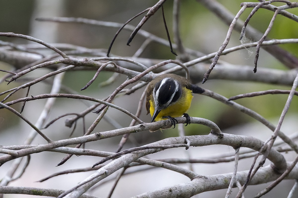 Lesser Kiskadee - ML637731658