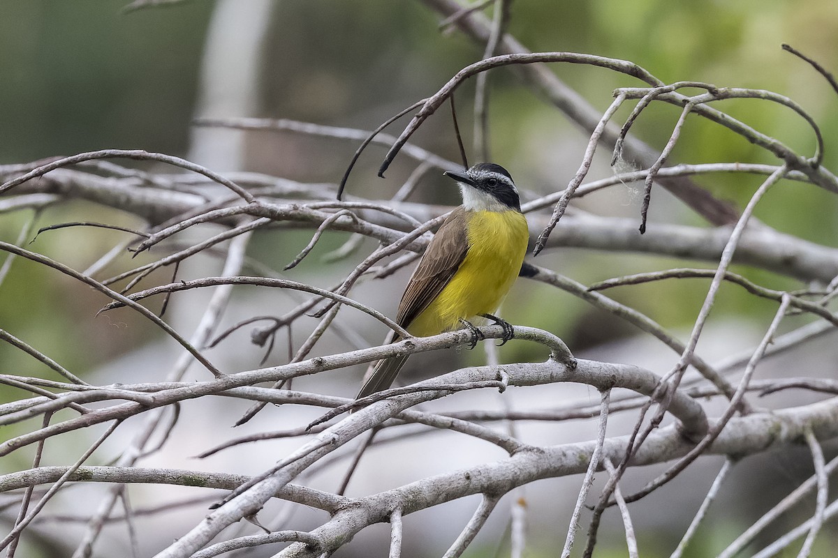 Lesser Kiskadee - ML637731659