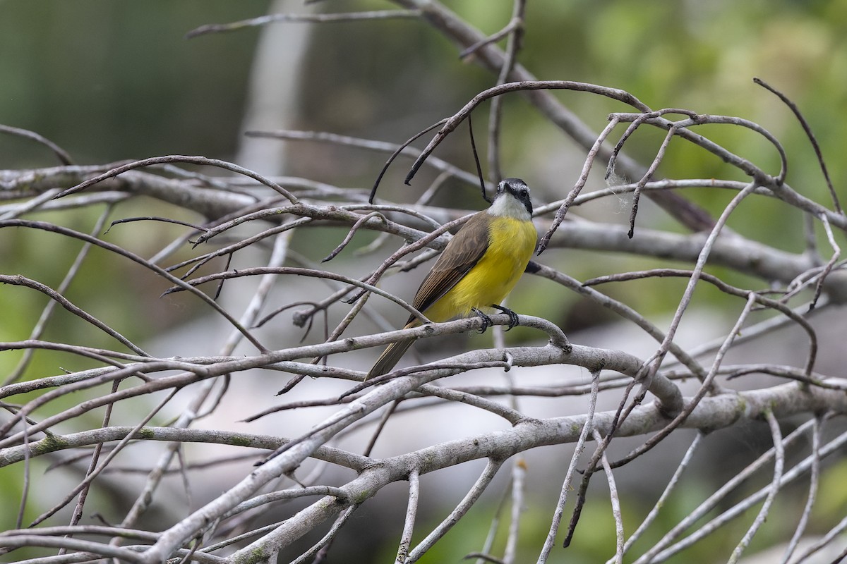 Lesser Kiskadee - ML637731660