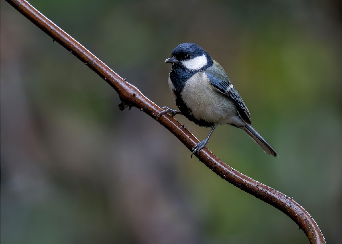 Asian Tit - ML637731666
