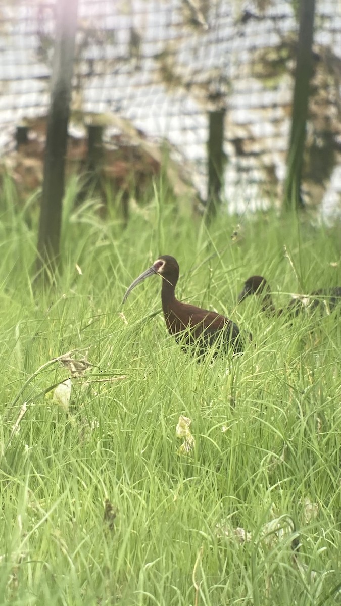 White-faced Ibis - ML637731667