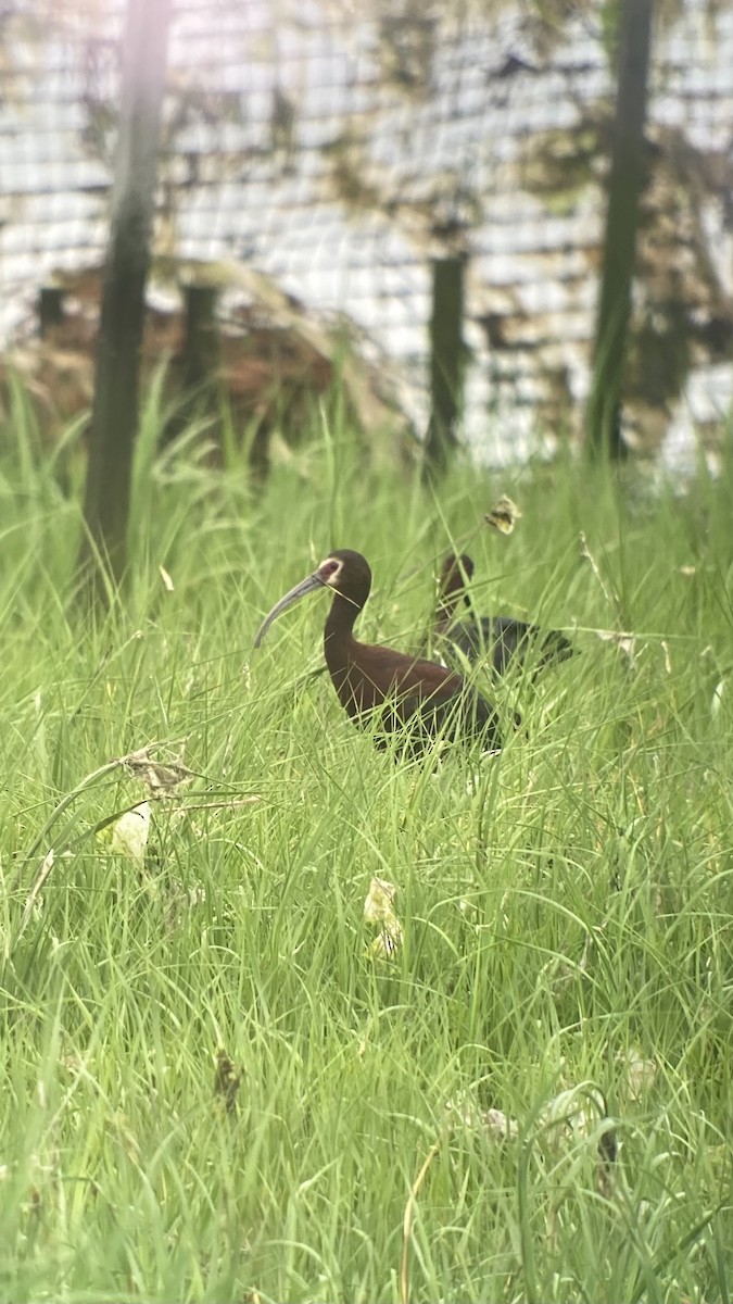 White-faced Ibis - ML637731668