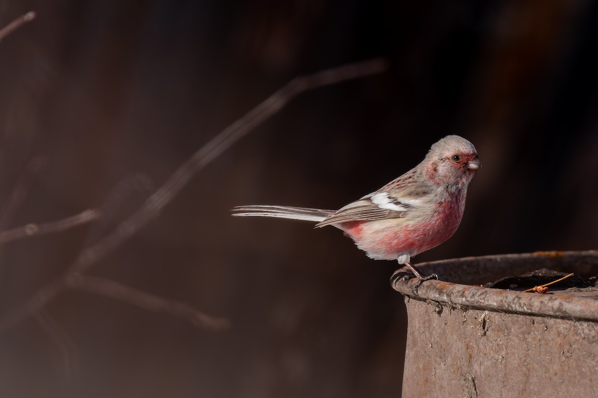 Long-tailed Rosefinch - ML637731669