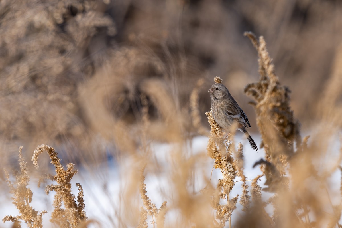 Long-tailed Rosefinch - ML637731670