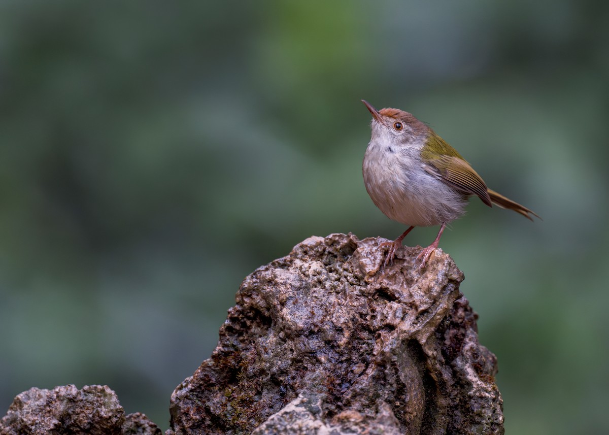 Common Tailorbird - ML637731671