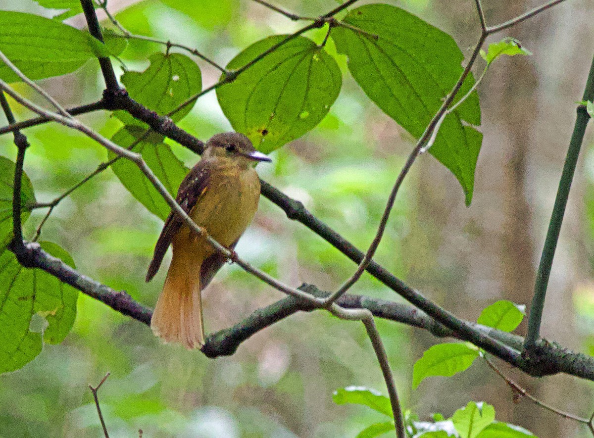 Tropical Royal Flycatcher - ML637731672