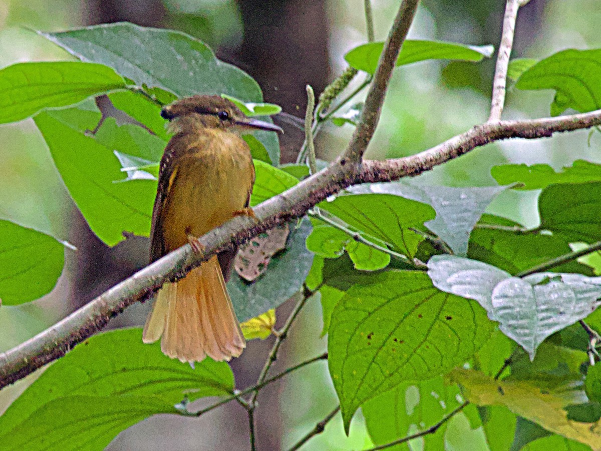 Tropical Royal Flycatcher - ML637731673