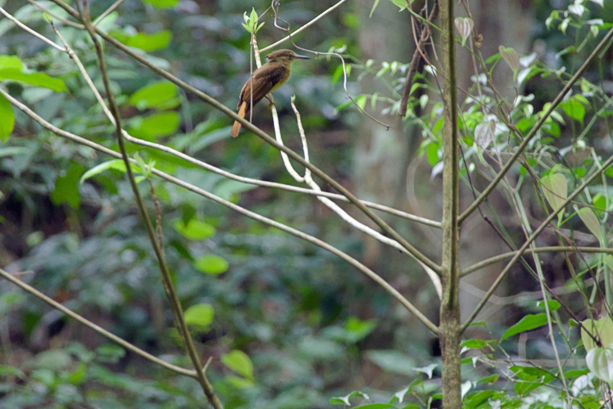 Tropical Royal Flycatcher - ML637731674